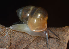 Pupina crosseana (N of Kampong Trach, Cambodia)