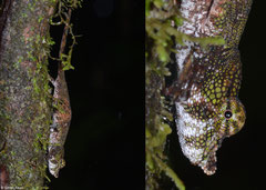 Nose-horned chameleon (Calumma nasuta), VOIMMA, Madagascar