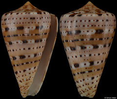 Conus genuanus (Côte d'Ivoire, 48,5mm) F++ €9.00 (specimens for sale are 46mm+ and are of the same quality as the specimen illustrated)