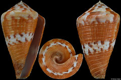 Conus capitaneus form 'ceciliae' (Philippines, 38,3mm)