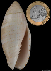 Pterygia nucea (Madagascar, 66,4mm)