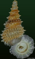 Xenopoma spinosissimum (Cuba, 13,1mm)