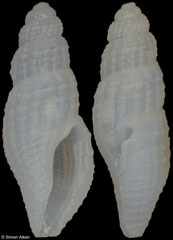 Paraclathurella gracilenta (Philippines, 4,5mm)