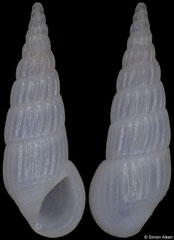 Rissoina shepstonensis (Madagascar, 7,8mm) F+++ €1.00 (specimens for sale are 6-7mm and are of the same quality as the specimen illustrated)