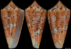 Conus petestimpsoni (Brazil, 39,1mm)
