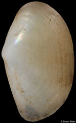 Scissileda iris (South Africa, 8,8mm)