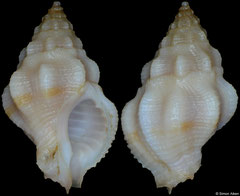 Attiliosa goreensis (Senegal, 17,3mm)