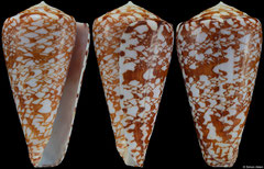 Conus royaikeni (South Africa, 49,9mm)