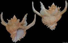 Babelomurex purpuratus (Philippines, 23,5mm)