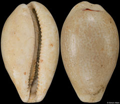 Schilderina longiscata (Tuscany, Italy, 31,8mm) Pliocene fossil