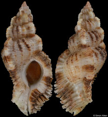 Naquetia vokesae (Tanzania, 57,6mm)