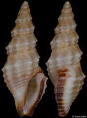 Mangeliidae sp. (Madagascar, 8,3mm)