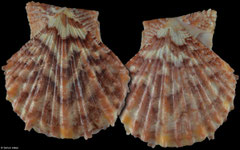 Scaeochlamys squamata (Japan, 56,5mm)