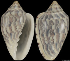 Marginella nebulosa (South Africa, 39,3mm)