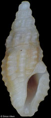 Otitoma wiedricki (Philippines, 4,7mm)