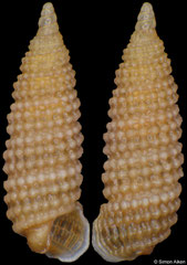Clathropsis pinedai (South Africa, 3,3mm) F+++ €5.00 (specimens for sale are c.3mm and are of the same quality as the specimen illustrated)