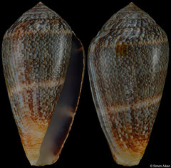 Conus franciscanus (Senegal, 46,4mm) F++ €10.00 (specimens for sale are 44-46mm and are of the same quality as the specimen illustrated)