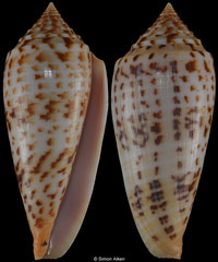 Conus pretiosus (Thailand, 73,4mm)