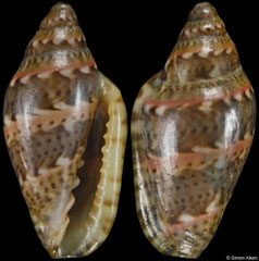 Marginella spinacia (São Tomé & Príncipe, 7,0mm) F++ €10.50
