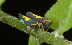 Leafhoppers (Cicadellidae sp.), Balut Island, Philippines