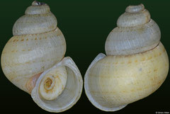 Colobostylus bronnii (Jamaica, 14,0mm) F++ €7.50 (specimens for sale are 14-15mm and are of the same quality as the specimen illustrated)