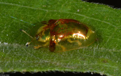 Tortoise beetle (Chrysomelidae sp.), Angkor Chey, Cambodia