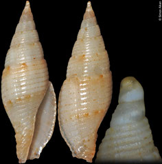 Nebularia yafani (Philippines, 15,0mm)