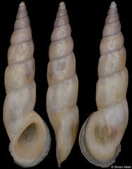 Rissoa auriscalpium (Malta, 6,8mm)