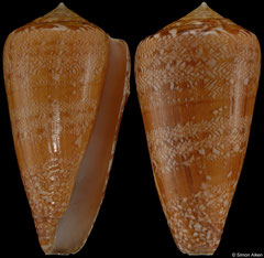 Conus natalis (South Africa, 52,6mm)