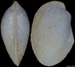 Bathyarca philippiana (La Chapelle Bank, 8,1mm)