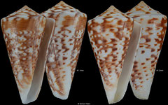 Conus lemniscatus (Brazil, 41,1mm, 41,2mm)