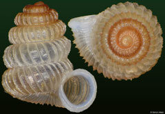 Plectostoma panhai (Thailand, 2,9mm) F+++ €11.00 (specimens for sale are 2.5-2.9mm and are of the same quality as the specimen illustrated)