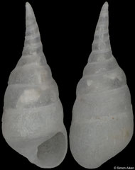 Scalenostoma subulatum (Philippines, 7,9mm)