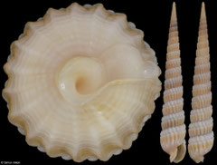 Punctoterebra trismacaria (Philippines, 33,4mm)