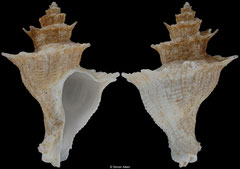 Babelomurex helenae (South Africa, 52,9mm)