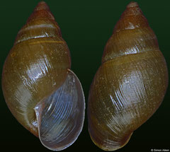 Bulimulus fraterculus (Guadeloupe, 19,6mm)