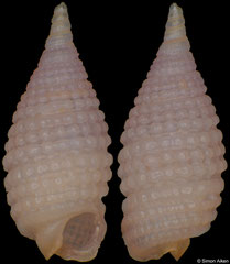 Synthopsis ampulla (Philippines, 3,5mm)