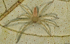 Huntsman spider (Sparassidae sp.), Andapananguoy, Île Sainte-Marie, Madagascar