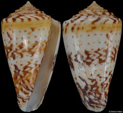 Conus pictus (South Africa, 43,0mm)