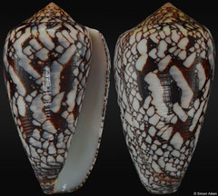 Conus behelokensis form 'melbae' (Madagascar, 54,9mm)
