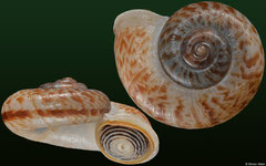 Rhiostoma cf. marioni (Laos, 22,5mm)