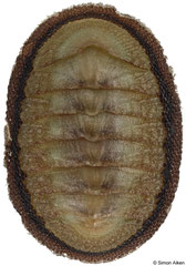Ischnochiton mayi (Tasmania, Australia, 8,4mm) F++ €8.00 (specimens for sale are 8-9mm and are of the same quality as the specimen illustrated)