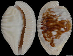 Cypraea capensis form 'cineracea' (South Africa, 25,0mm)