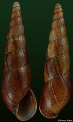 Paraclavator moreleti (Madagascar, 72,6mm, 70,0mm) F+/F++ €15.00 (specimens for sale are 67mm+ and are of the same quality as the specimens illustrated)