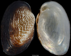 Coelatura stuhlmanni (Lake Albert, Uganda, 42,6mm) F++ €6.50 (specimens for sale are 41mm+ and are of the same quality as the specimen illustrated)