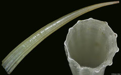 Dentalium javanum (Philippines, 30,9mm)