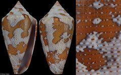 Conus curassaviensis (Aruba, 35,3mm)