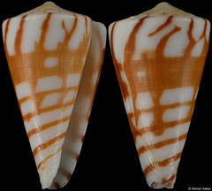 Conus plinthis (New Caledonia, 23,6mm)