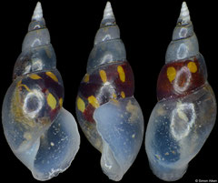 Annulobalcis maculatus (Philippines, 5,1mm)