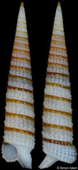 Costatophora iniqua (Philippines, 15,0mm)